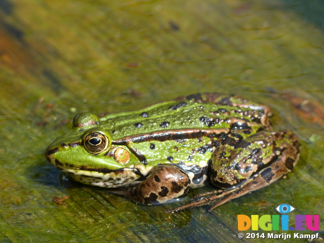 FZ008214 Marsh frog (Pelophylax ridibundus) on plank